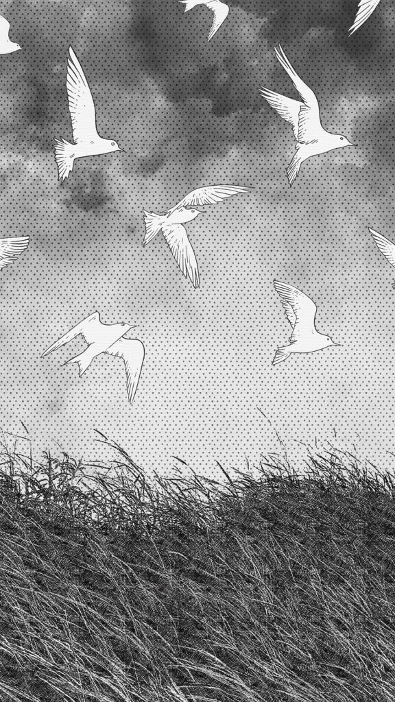 Image en noir et blanc
Des oiseaux blancs volent au dessus d'un champ d'herbes folles
Le ciel est nuageux, du gris clair au gris foncé
